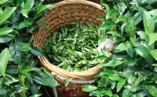 烟台茶叶及茶制品检测,茶叶及茶制品检测费用,茶叶及茶制品检测机构,茶叶及茶制品检测项目